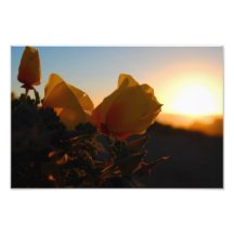 Aftonblommor Foton