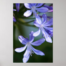 Agapanthusen blommar affischen