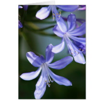 Agapanthusen blommar hälsningkort