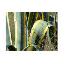 agave vykort