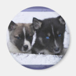 Akita & Husky valpmagnet Magneter