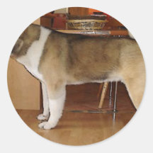 Akita Klistermärken