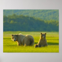 Alaska Grizzlybjörnar Posters