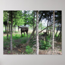 Älg Print