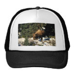 Älg Baseball Hat