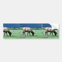 Älg Bildekaler