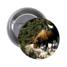 Älg Knapp Med Nål