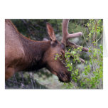 älg kort
