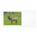 Älg Photocard Anpassade Foto Kort