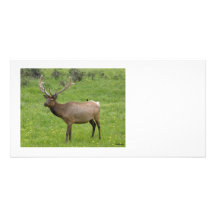 Älg Photocard Anpassade Foto Kort