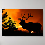Älg Posters