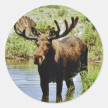 Älg Rund Klistermärke