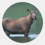 älg rund klistermärke