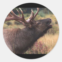 Älg Rund Klistermärke