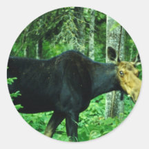 Älg Rund Klistermärke