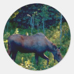 Älg Runda Klistermärken