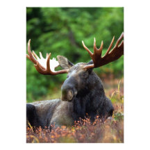 Älg Tillkännagivanden