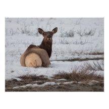 Älgen intresserar fotografier