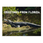 Alligator i solen (med text) vykort