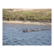 Alligator i vattenfotoet