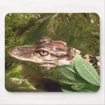 Alligatormusen vadderar musmattor