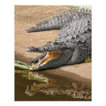 Alligatorporträtt med den öppna munsned boll fotontryck