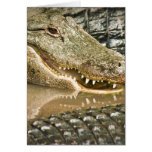 Alligatorvisningtänder i reflexioner hälsnings kort