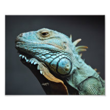 Allvarligt leguanporträtt fotografi