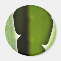 Aloe Vera Magnet För Kylskåp