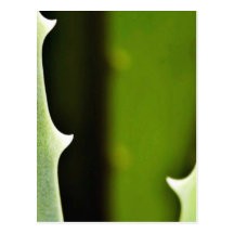 Aloe Vera Vykort