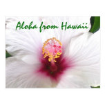 Aloha Hawaii vithibiskus Vykort