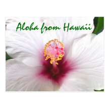 Aloha Hawaii vithibiskus Vykort