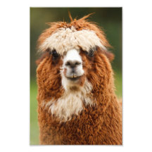 Alpaca Fotografiska Tryck