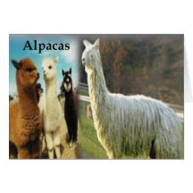 Alpaca Hälsningskort