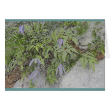 Alpin clematis hälsnings kort