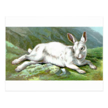 Alpina Hare Vykort