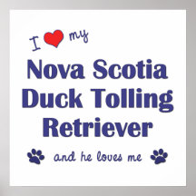Älska min Tolling Retriever för den Nova Scotia an Affischer