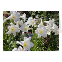 Älskvärt Lillies kort