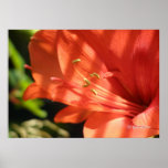 Amaryllis 01 print
