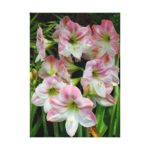 Amaryllis Sträckt Canvastryck