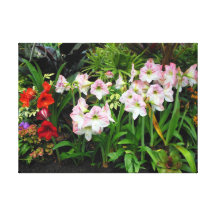 Amaryllis Sträckta Canvas Tryck