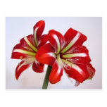 Amaryllis Vykort