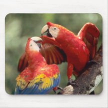 Amason Brasilien. Para av scharlakansröda Macaws ( Mus Matta