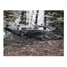 Amerikanalligatorvykort