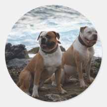 amerikanbulldogg klistermärken
