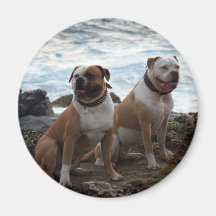 amerikanbulldogg kylskåpsnagnet