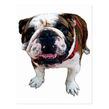 Amerikanbulldoggvykort