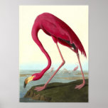 AmerikanFlamingo, John James Audubon Affischer