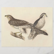 Amerikangoshawken	(den Astur atricapillusen) Full Färg Flygblad