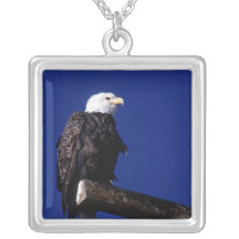 Amerikanörnhalsband